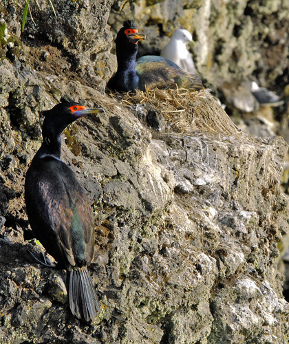 � �������